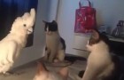 La vidéo la plus drôle d'un perroquet qui parle : écoutez ce qu'il dit à ses amis les chats!