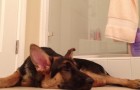 Das Herrchen singt unter der Dusche: die Reaktion dieses Hundes darf man sich nicht entgehen lassen