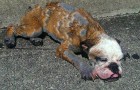 Er bemerkt einen sterbenden Hund am Straßenrand. Ein wenig Pflege und der Hund ist nicht wieder zu erkennen