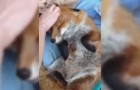 After being saved, the fox shows lots of gratitude