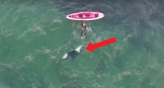 Il descend du kayak et se jette dans l'eau: qui se joint à lui? Extraordinaire.