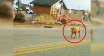 Desde hace 12 años, el perro de esta pareja recorre cada día 6 km para llegar a sus amigos en el pueblo más cercano