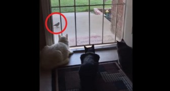 Three cats stalking a bird get --- PUNKED!