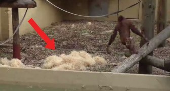 Un orang-outan amasse de la paille: le jeu qu'il est sur le point de faire démontre son intelligence