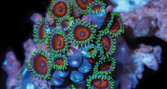 Coral Colors - the colors of beauty captured in a mesmerizing video clip!