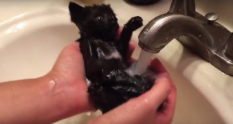 What does this kitten do when she is forced to take a bath?