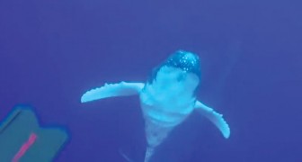 Een duiker ziet een bultrugwalvis die naar de oppervlakte zwemt: het filmpje dat hij hiervan maakt is UNIEK!
