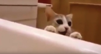 A sua dona está na banheira: o comportamento deste gato não tem igual!