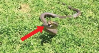 Il remet en liberté un serpent: le comportement de l'animal est surprenant mais pas étonnant!