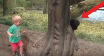 Pojken tittar på gorillan: efter ett tag så händer någonting häpnadsväckande
