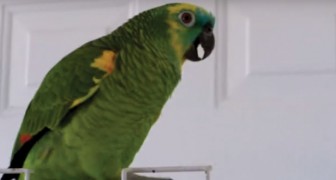 Il padrone gli dà il la: riconoscete la canzone che canta questo pappagallo?