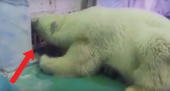 A polar bear lives in a shopping mall in China ...