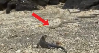 Der Leguan wird von Schlangen verfolgt: dieses Video hat Millionen den Atem gestockt
