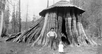 Enormi tronchi trasformati in case: ecco come vivevano i primi migranti nel nord-ovest americano