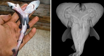 Les requins à deux têtes sont de plus en plus fréquents: voilà pourquoi cette nouvelle inquiète les chercheurs