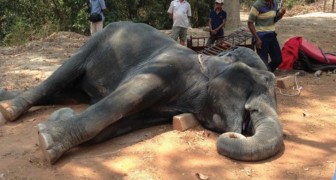 Victimes silencieuses du tourisme: un éléphant s'effondre au sol après une excursion à 40 °c