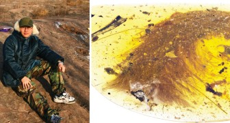 Trova un fossile del Cretaceo in un pezzo d'ambra: ecco perché si tratta di una scoperta sensazionale