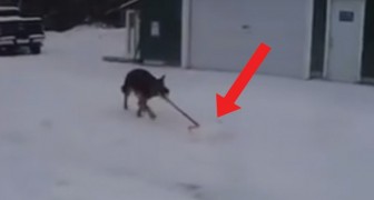 Een Duitse herder pakt een sneeuwschep: zijn favoriete spel is een klusje waar zijn baasje een HEKEL aan heeft!