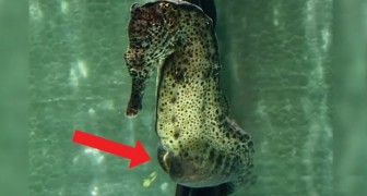 Amazing images of a male seahorse giving birth!