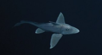 Zum ersten Male wurde der misteriöse Geisterhai gefilmt: hier ist er in seiner ganzen Pracht