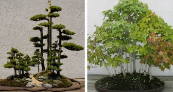 La tradition ancienne des forêts bonsaï: voici 15 exemples magnifiques