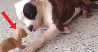 Die entzückende Auseinandersetzung zwischen einem Pitbull und einem Chihuahua: der einzige Hundekampf den wir sehen mögen! 