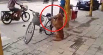 Il cane fa la guardia alla bicicletta ma è quando torna il padrone che viene il bello!