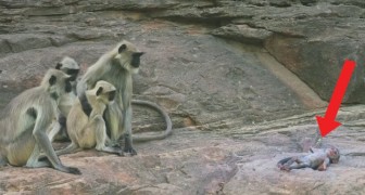 Ze hebben een nepaapje tussen de apengroep gezet: als het nepaapje 'sterft', is de reactie van de apen verbazingwekkend!
