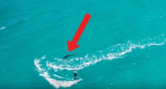 Il filme avec un drone sa copine qui surfe, puis il remarque une tache sombre...