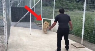 Hij zegt tegen de vrouw dat ze het hek open moet maken: wat er gebeurt tussen hem en de leeuwin is indrukwekkend!
