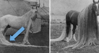 dit wonderpaard dat in de 19e eeuw leefde was beroemd om zijn lange haar