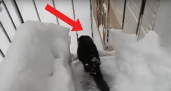 Tutta quella neve lo incuriosisce troppo: il gatto non resiste e si lancia giù...