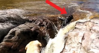 Een hond wordt weggezogen door de stroming, maar let goed op zijn kameraad... Wow!