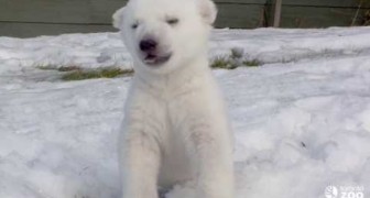 Le premier jour sur la neige de l'ours polaire