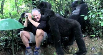 Un homme entouré de gorilles sauvages