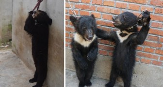Come vengono addestrati gli orsi per farli stare su 2 zampe? Queste immagini sono la risposta
