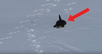 Perché camminare quando si può sciare? Questa lontra sembra pensarla proprio così!