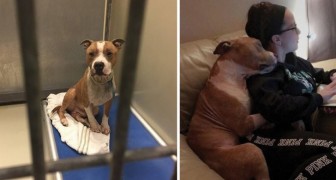Kayla ziet een pitbull die er slecht aan toe is in het asiel: de foto's van de periode na zijn adoptie gaan de wereld rond