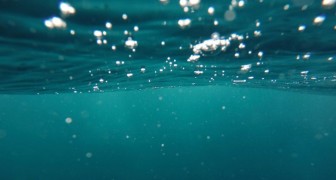 Il livello di ossigeno negli oceani è diminuito e la colpa è del cambiamento climatico