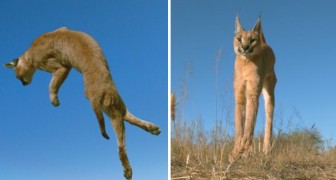 Come fanno i felini a cadere sempre sulle zampe? Ce lo spiega questo FANTASTICO slow motion
