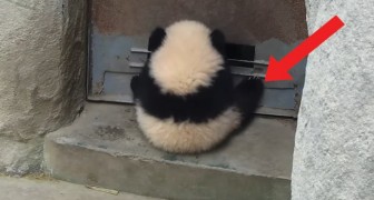 Aggrappato alla porta per giocare a dondolarsi: questo cucciolo di panda è un incompreso