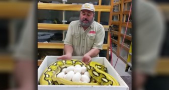 Hij probeert het ei van een slang te pakken maar ontvangt dan een waarschuwing die hij niet snel zal vergeten