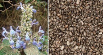 Le fantastiche proprietà dei semi di chia e come usarli per preparare una bevanda benefica