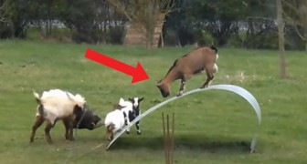 Installano una lastra di metallo nel giardino e le loro capre iniziano a usarla come... GIOSTRA!