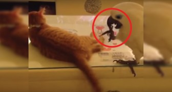 Een papegaai en zijn strijd om de staart van de kat: dit is het grappigste spel dat je ooit hebt gezien!