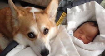 Arriva un bambino in casa: questi cani non lasciano avvicinare nemmeno i genitori!