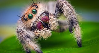Il predatore perfetto: i ragni consumano prede per 800 milioni di tonnellate l’anno
