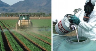 200.000 Tote durch Pestizide, aber die Menschen bevorzugen das Schöne vor dem Gesunden
