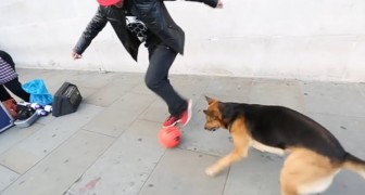 Balltalent vs. Hund