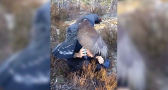 Das passiert wenn ein 5 kg schwerer Vogel einen Menschen für seinen Partner hält: absurd! 